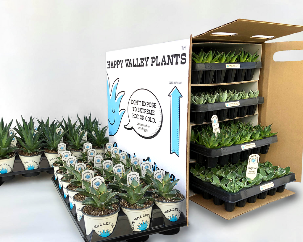 potting mix for agave Premium Agave & Cacti Mix