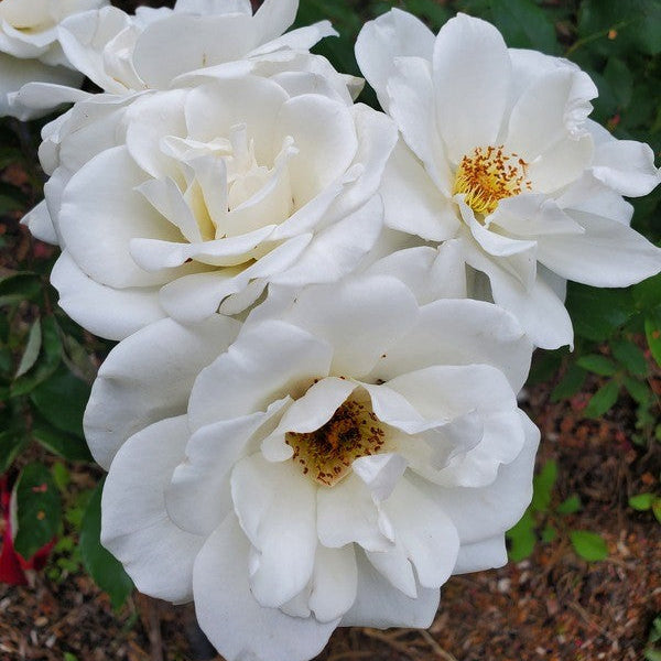 Rosa x 'Iceberg'