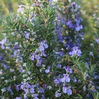 Rosmarinus officinalis - Upright Rosemary – Happy Valley Plants