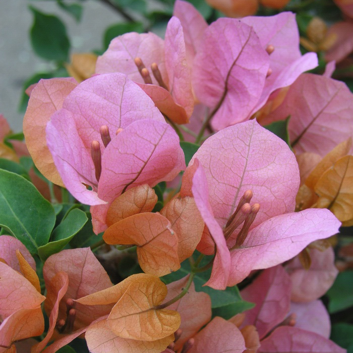 Bougainvillea – Happy Valley Plants