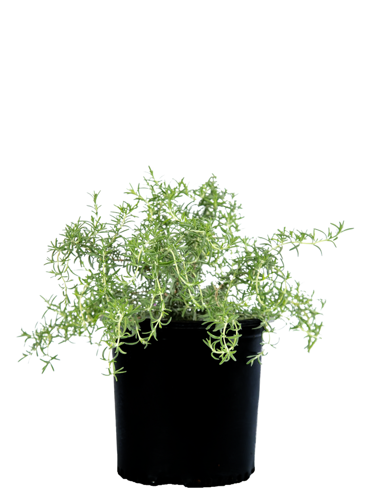 High-angle view of Rosmarinus officinalis 'Prostratus', displaying its spreading growth with dense, green needle-like foliage and clusters of deep blue flowers. The plant cascades gracefully from a retaining wall.