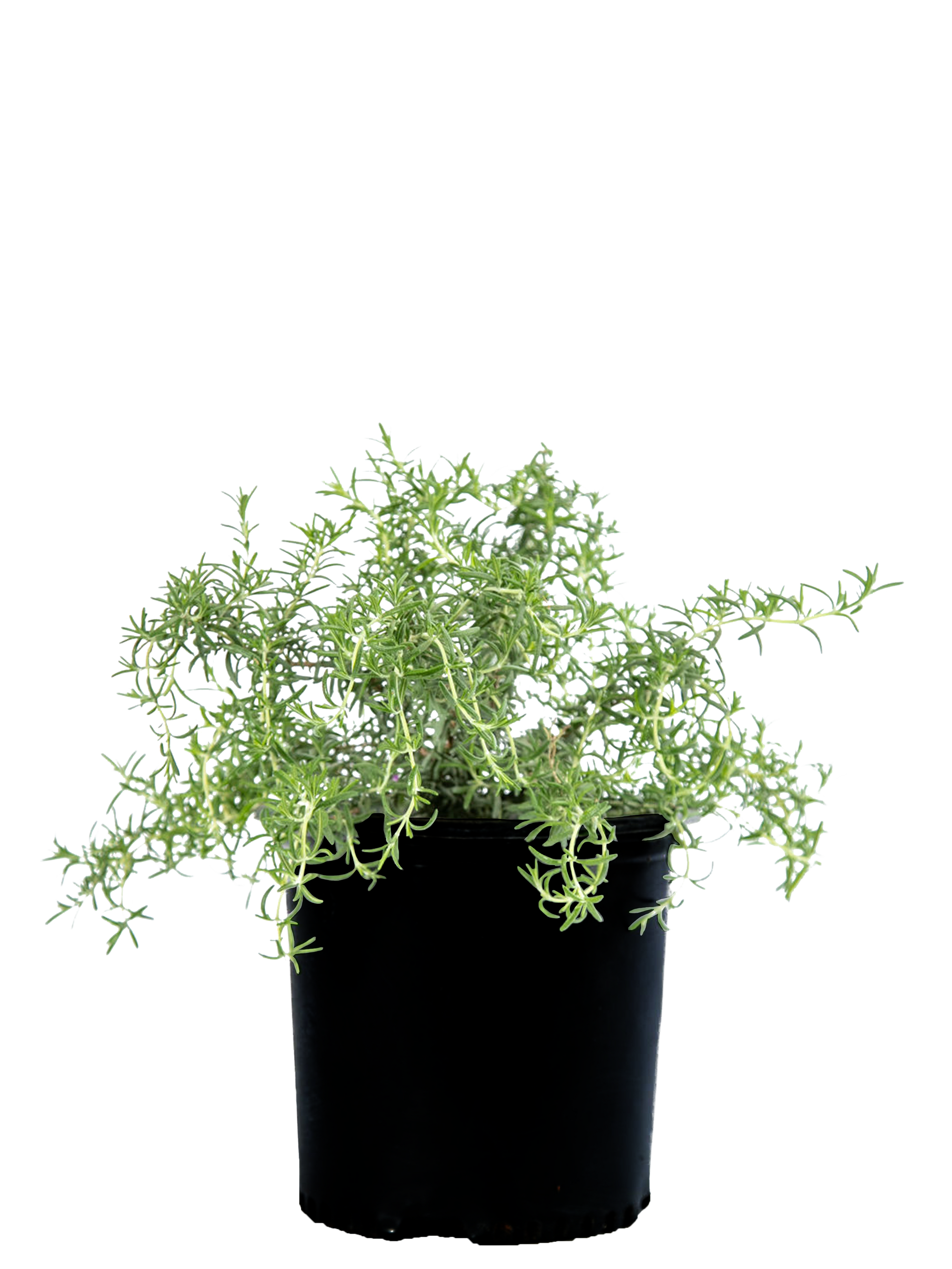 Rosmarinus o. 'Prostratus'