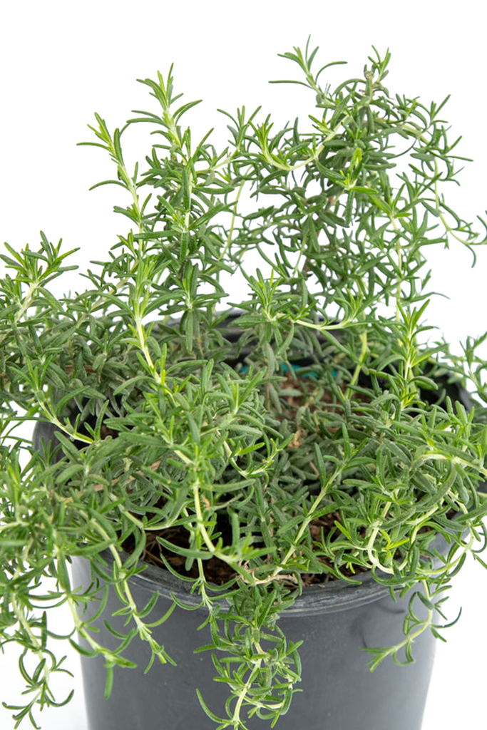 Close-up of Rosmarinus o. 'Prostratus', focusing on the needle-like green leaves and small, deep blue flowers that form along its trailing stems.