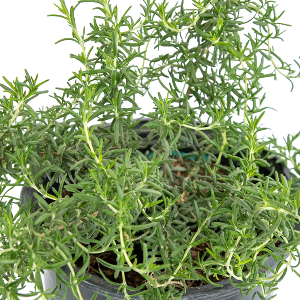 peat moss and perlite for succulents Rosmarinus o. 'Prostratus'