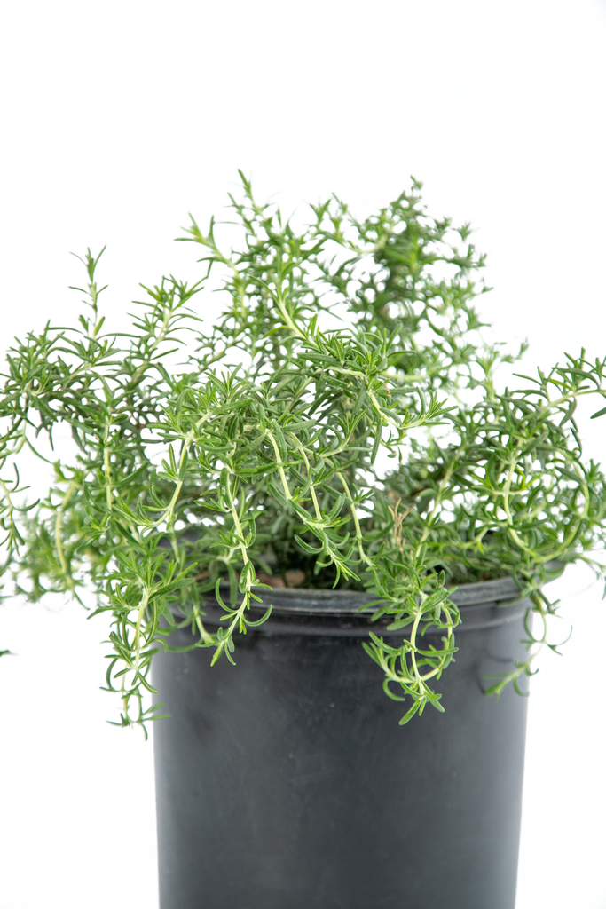 Close-up of Rosmarinus o. 'Prostratus', focusing on the needle-like green leaves and small, deep blue flowers that form along its trailing stems.