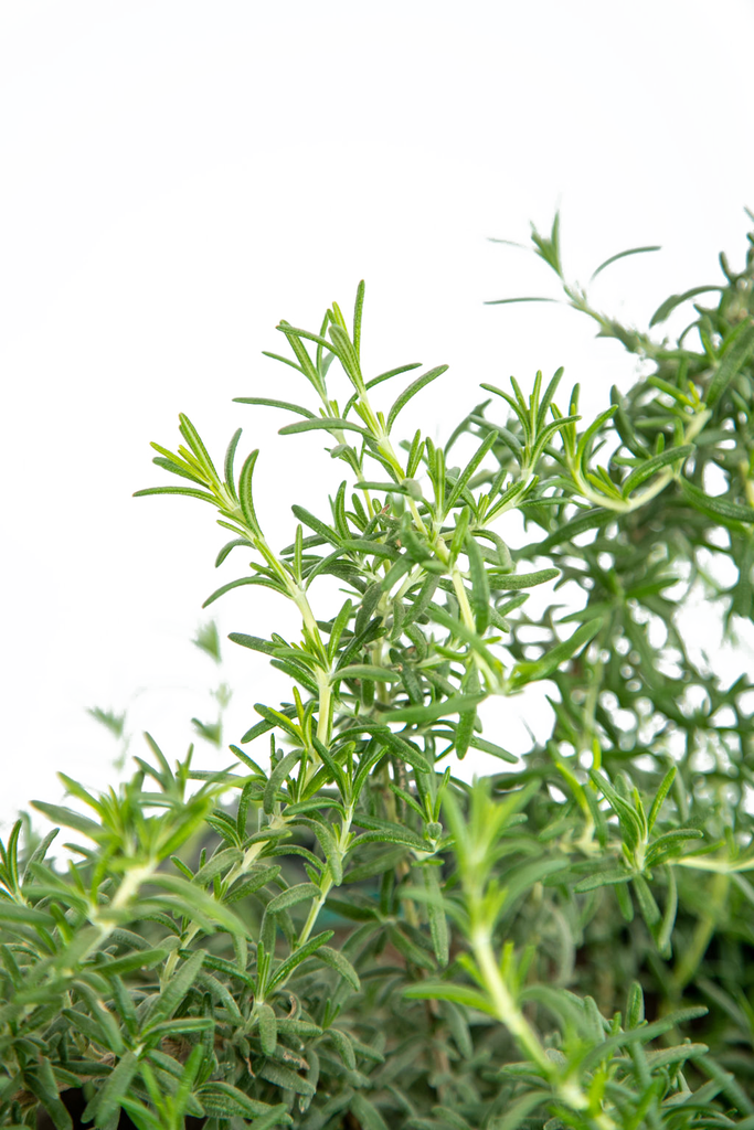 Close-up of Rosmarinus o. 'Prostratus', focusing on the needle-like green leaves and small, deep blue flowers that form along its trailing stems.