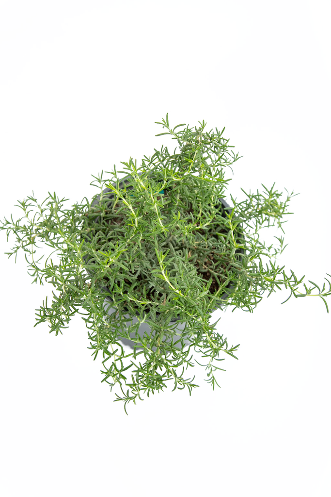 Top-down view of Rosmarinus o. 'Prostratus', showcasing a lush carpet of aromatic green leaves interspersed with vibrant blue blooms, spreading uniformly over the ground.