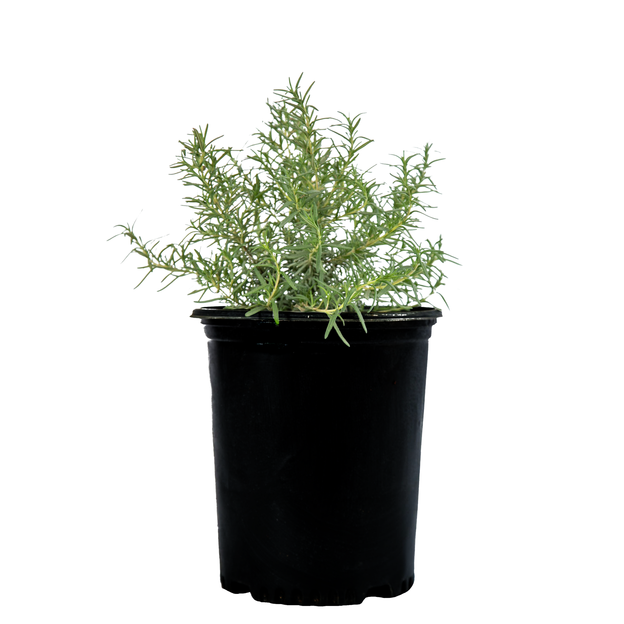 Rosmarinus officinalis - Upright Rosemary – Happy Valley Plants