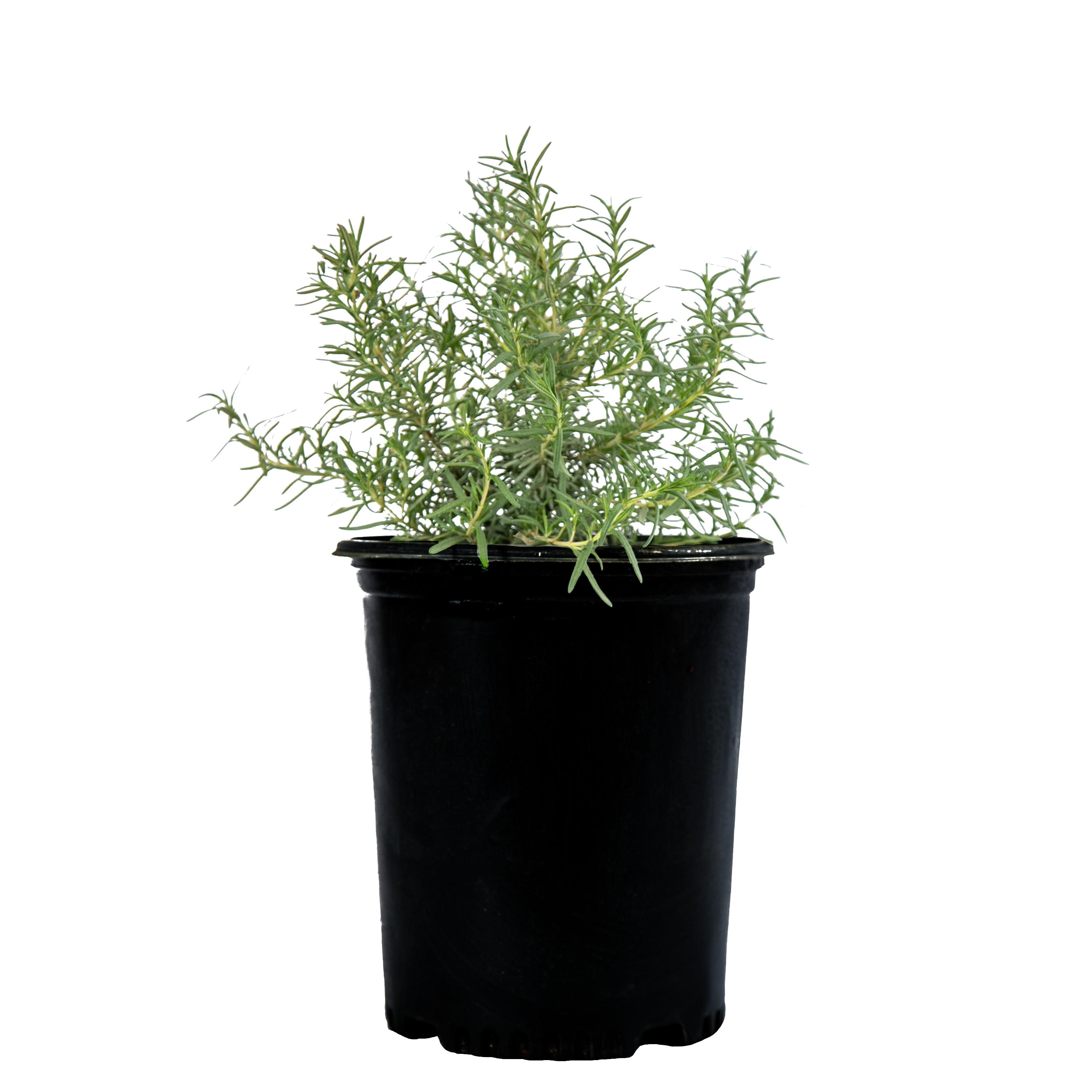Rosmarinus officinalis - Upright Rosemary – Happy Valley Plants