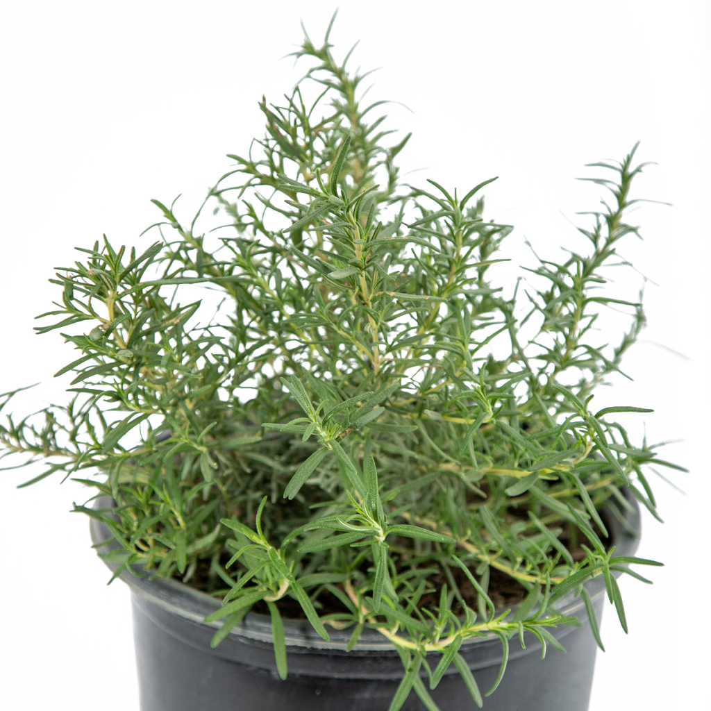 Rosmarinus officinalis - Upright Rosemary – Happy Valley Plants