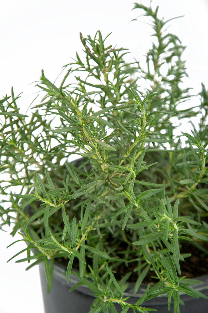 Close-up of Rosmarinus officinalis, focusing on the vibrant blue flowers and aromatic, needle-like green leaves, emphasizing its natural, rustic texture.