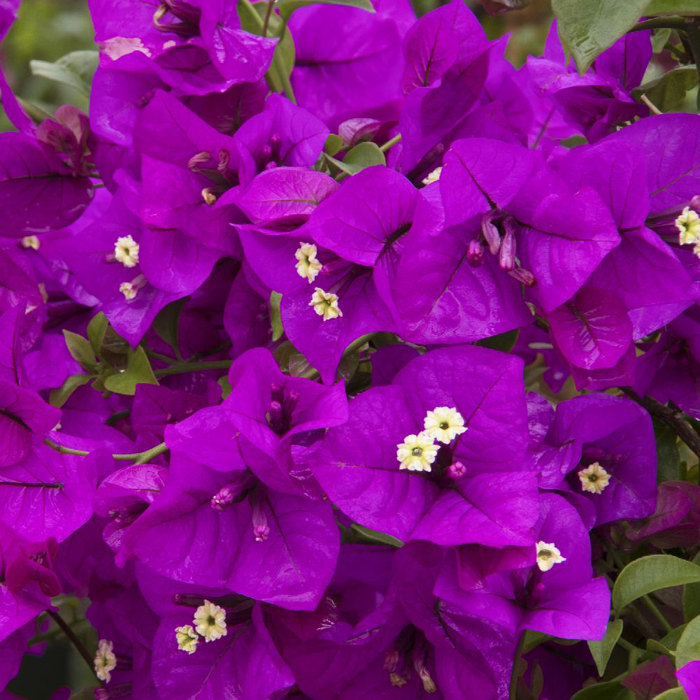 bougainvillea plant price Bougainvillea – Happy Valley Plants