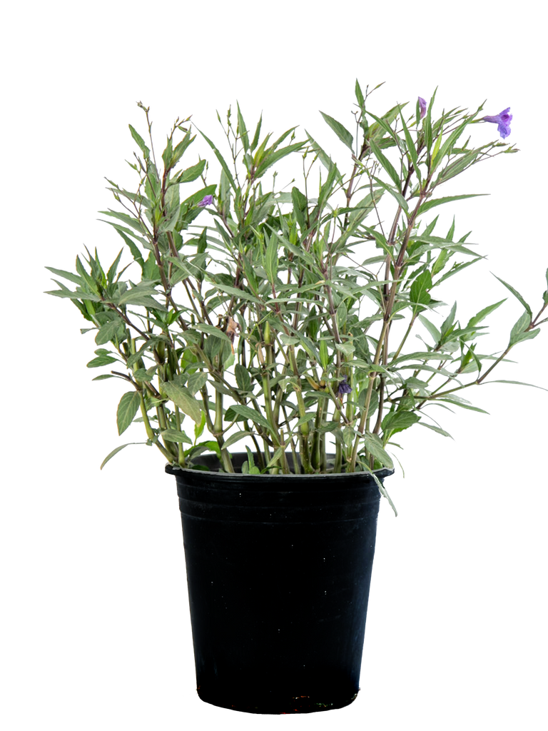 High-angle view of Ruellia brittoniana, featuring broad clumps of tall, upright stems with vibrant purple, petunia-like flowers and lush, dark green leaves.