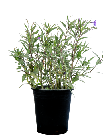 High-angle view of Ruellia brittoniana, featuring broad clumps of tall, upright stems with vibrant purple, petunia-like flowers and lush, dark green leaves.