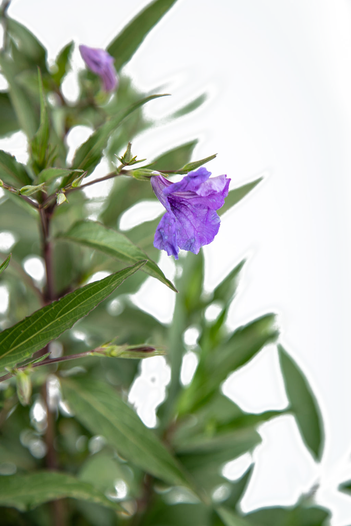Close-up of Ruellia brittoniana, focusing on a single purple flower, surrounded by dark green, lance-shaped leaves, showcasing the plant's vibrant and delicate structure.