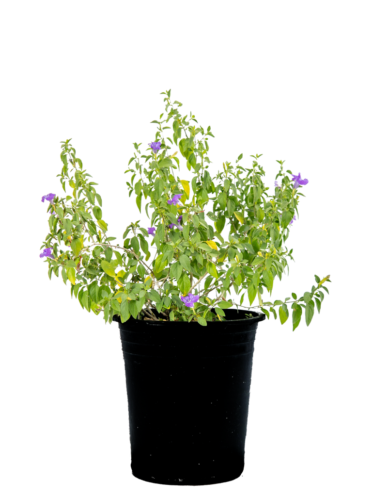 High-angle view of Ruellia peninsularis, showcasing dense clusters of small rounded glossy leaves with bluish-purple trumpet-shaped flowers blooming along white-grey stems.