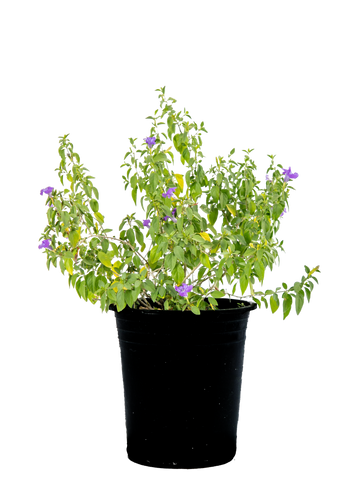 High-angle view of Ruellia peninsularis, showcasing dense clusters of small rounded glossy leaves with bluish-purple trumpet-shaped flowers blooming along white-grey stems.