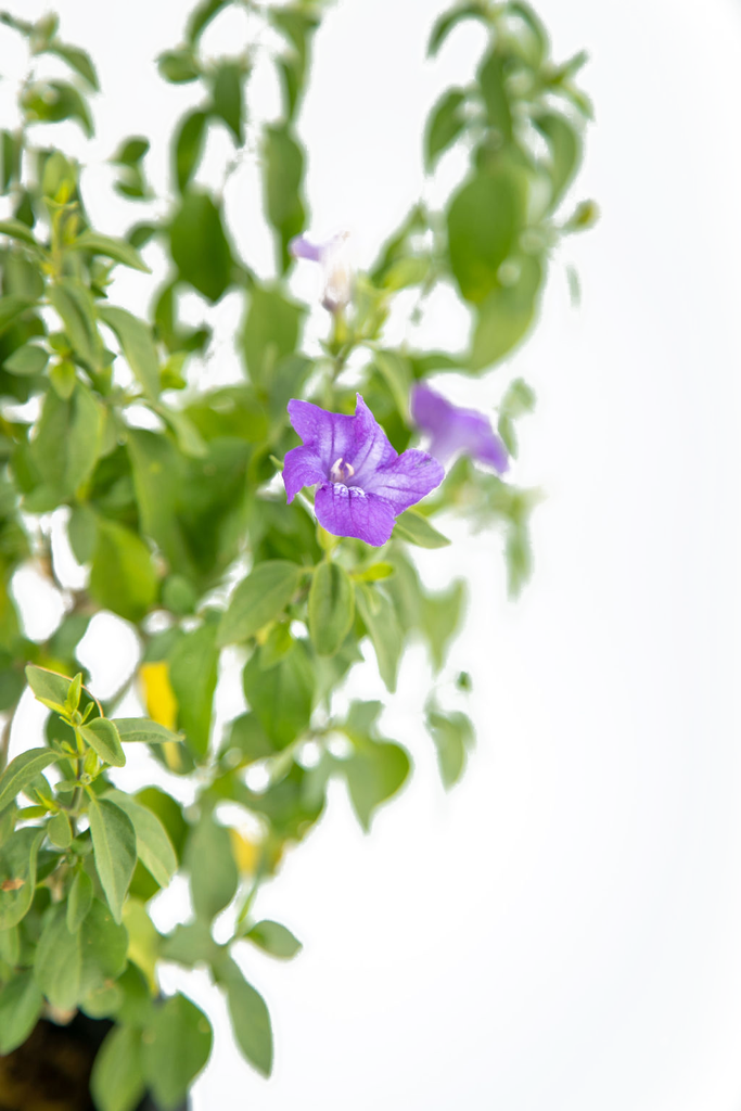 Close-up of Ruellia peninsularis, highlighting the bluish-purple trumpet-shaped flowers surrounded by small rounded glossy leaves, adding vibrant color to the plant’s desert appeal.