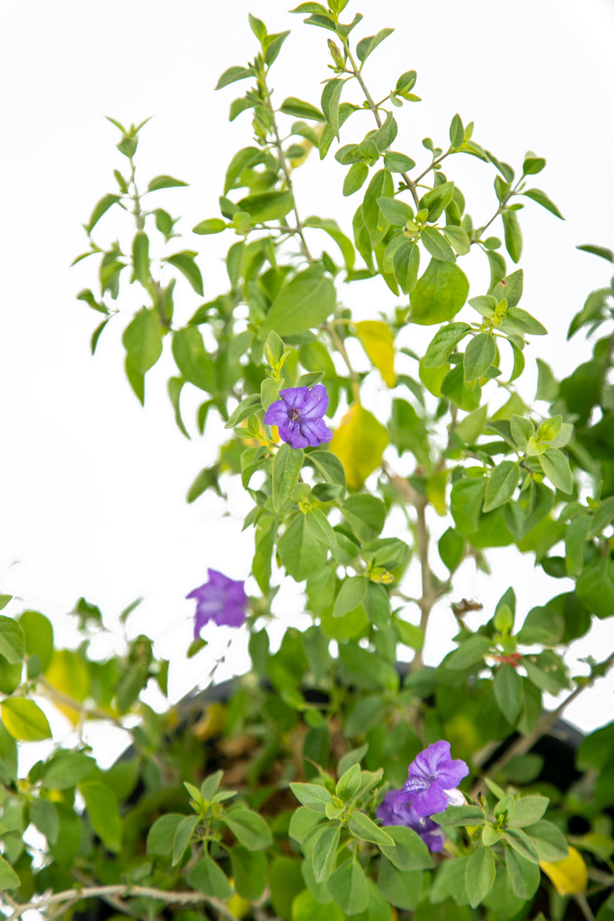 Close-up of Ruellia peninsularis, highlighting the bluish-purple trumpet-shaped flowers surrounded by small rounded glossy leaves, adding vibrant color to the plant’s desert appeal.