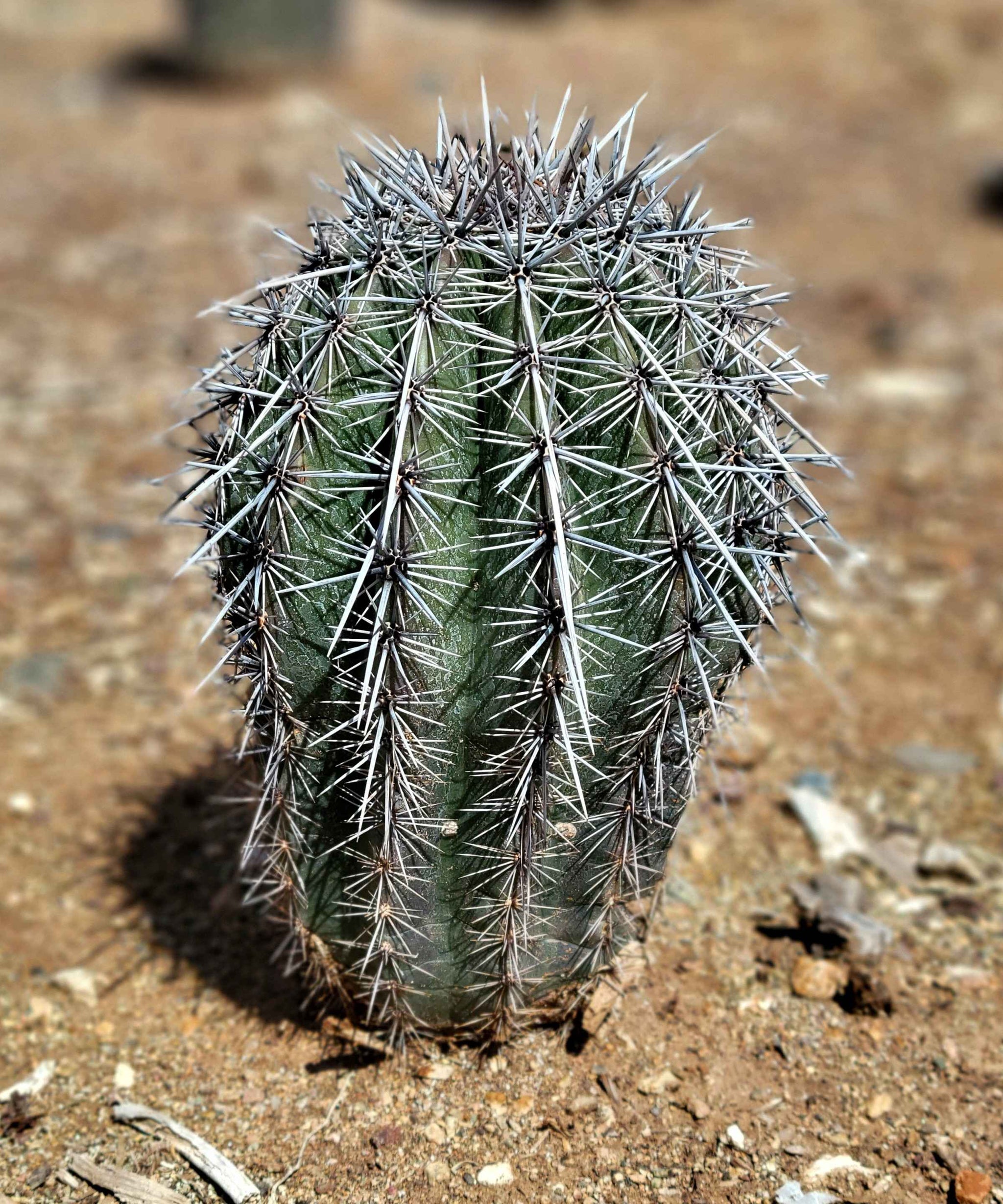 Carnegiea gigantea