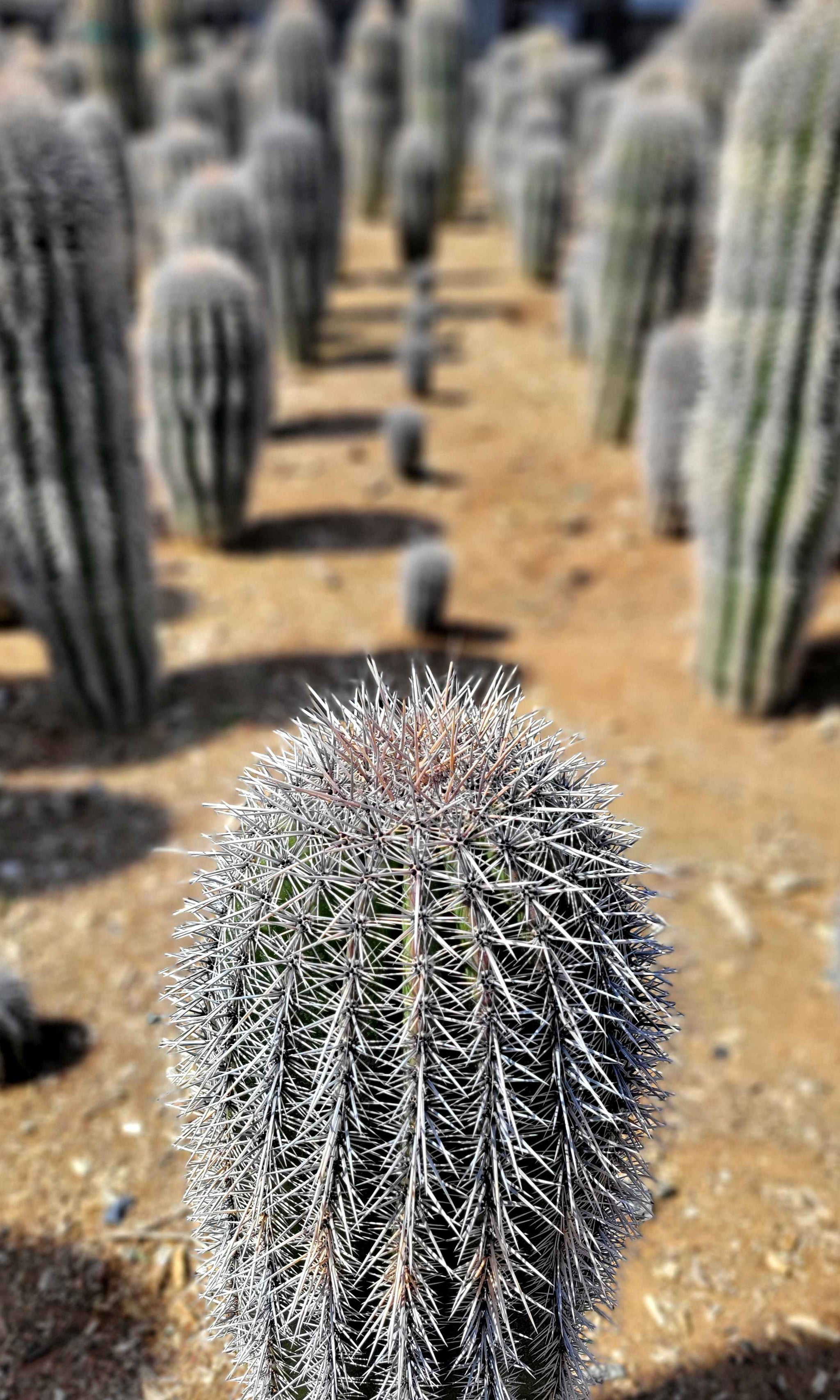 Carnegiea gigantea