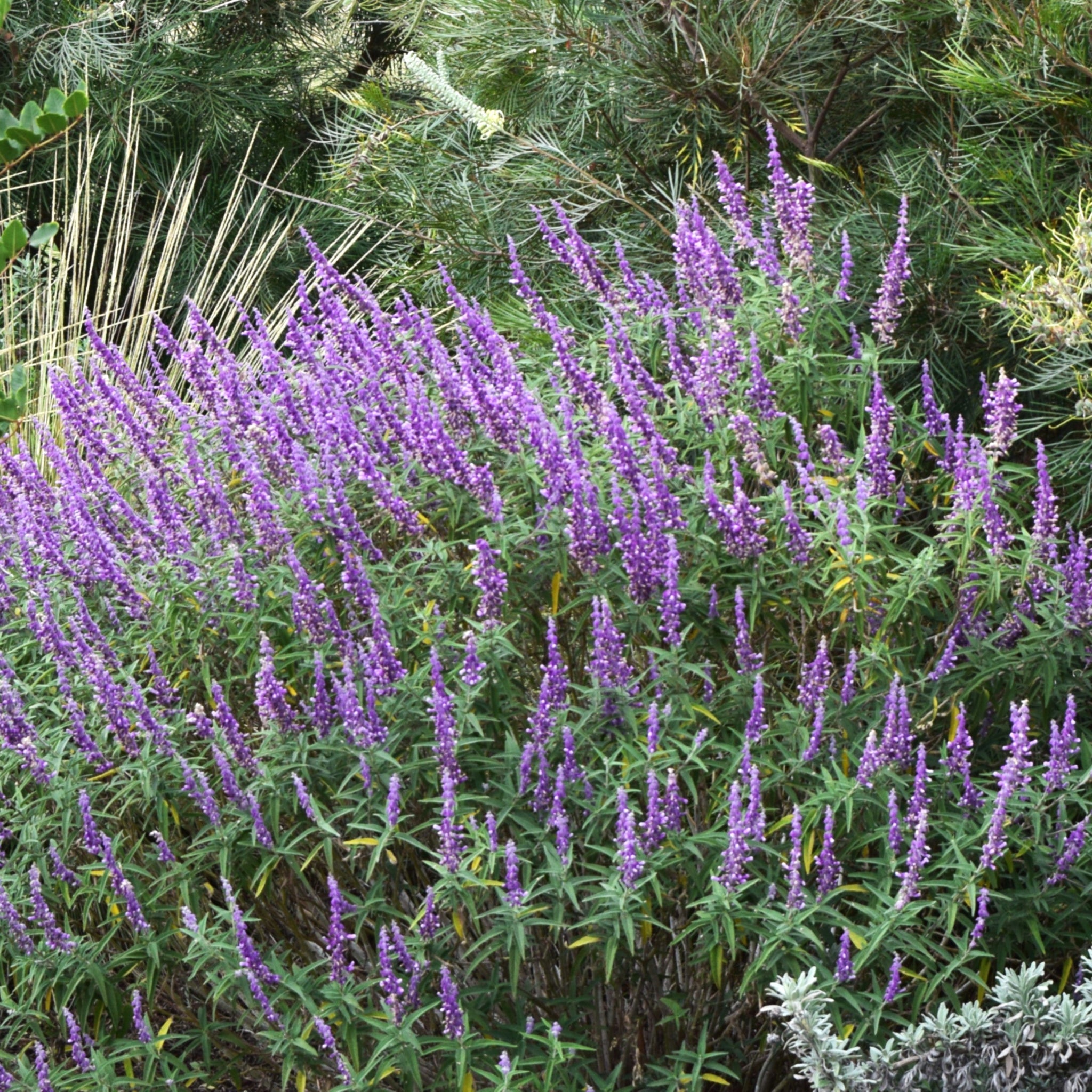 Salvia leucantha