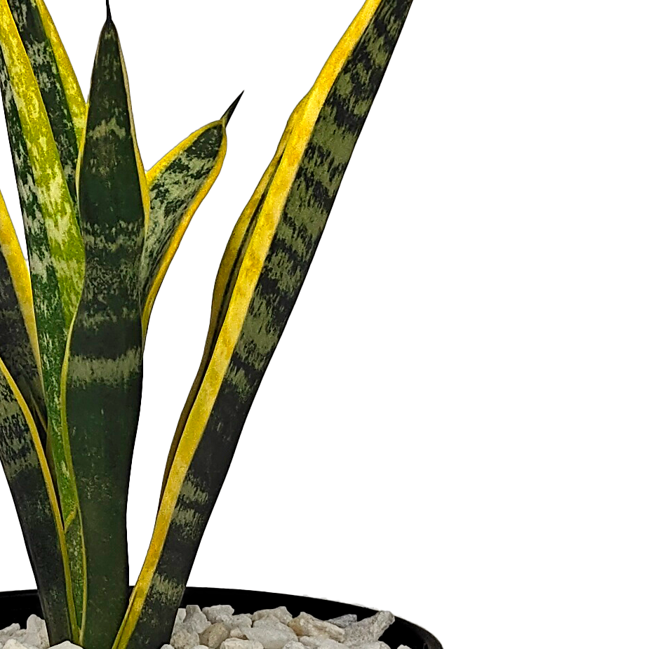 Close up view of Sansevieria trifasciata leaves, highlighting the intricate light green stripes and smooth, waxy texture. Known as a natural air purifier, this easy-care plant adapts well to low water and indirect sunlight, making it perfect for any indoor setting.
