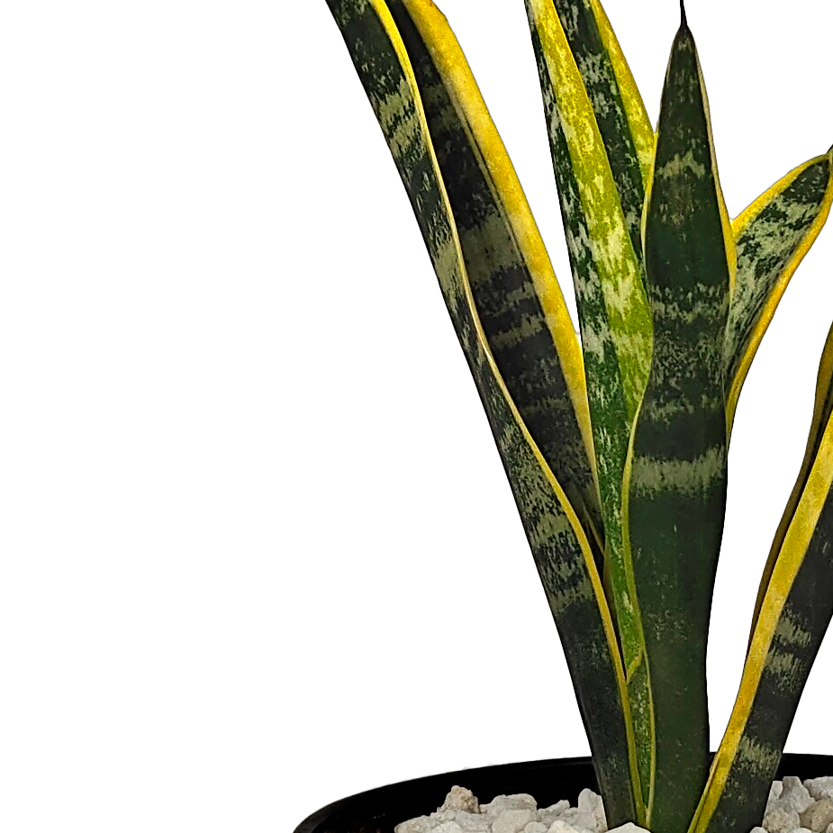 Close up view of Sansevieria trifasciata leaves, highlighting the intricate light green stripes and smooth, waxy texture. Known as a natural air purifier, this easy-care plant adapts well to low water and indirect sunlight, making it perfect for any indoor setting.