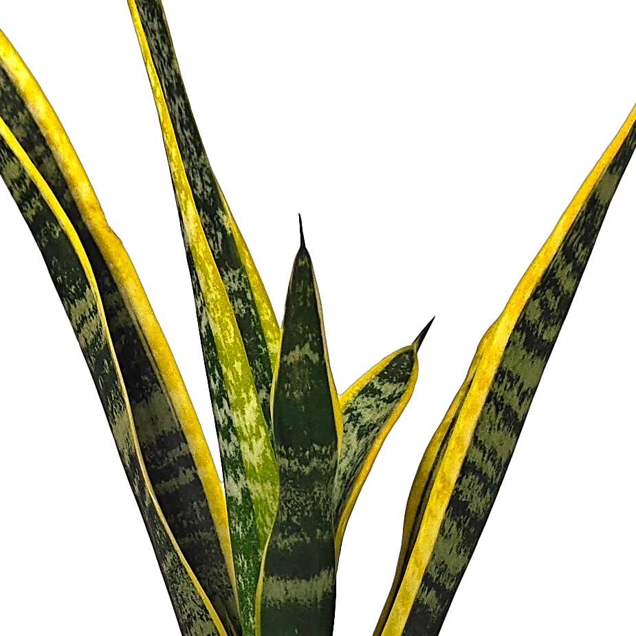 Close up view of Sansevieria trifasciata leaves, highlighting the intricate light green stripes and smooth, waxy texture. Known as a natural air purifier, this easy-care plant adapts well to low water and indirect sunlight, making it perfect for any indoor setting.