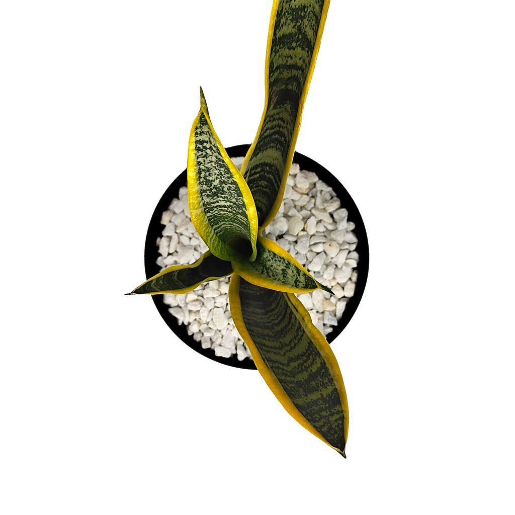 Top down view of Sansevieria trifasciata, revealing the dense rosette pattern of its variegated, pointed leaves. The alternating dark and light green bands create a striking visual texture. A hardy choice for USDA zones 10-12, it flourishes in various lighting conditions.