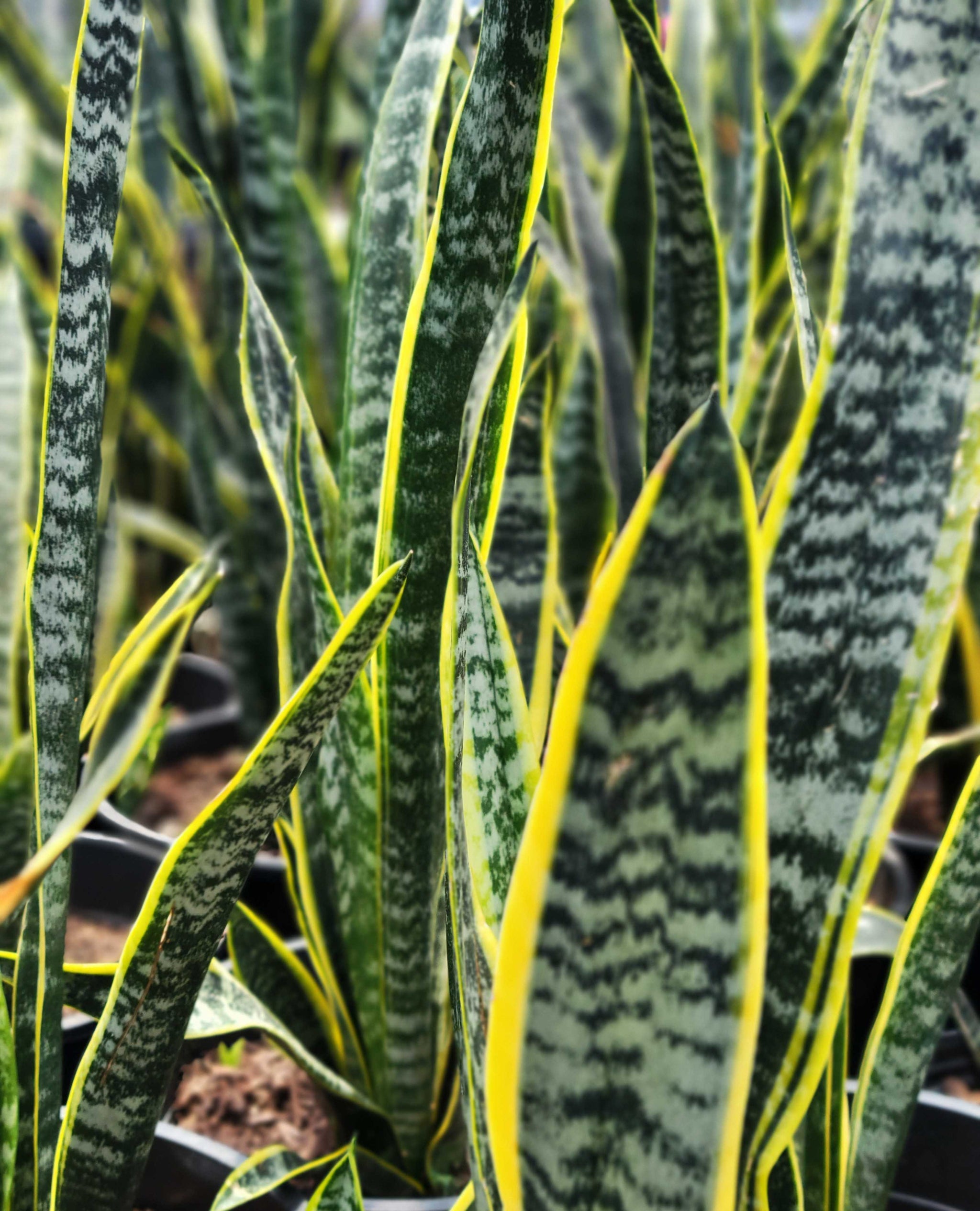 snake plant yellow edges Sansevieria trifasciata