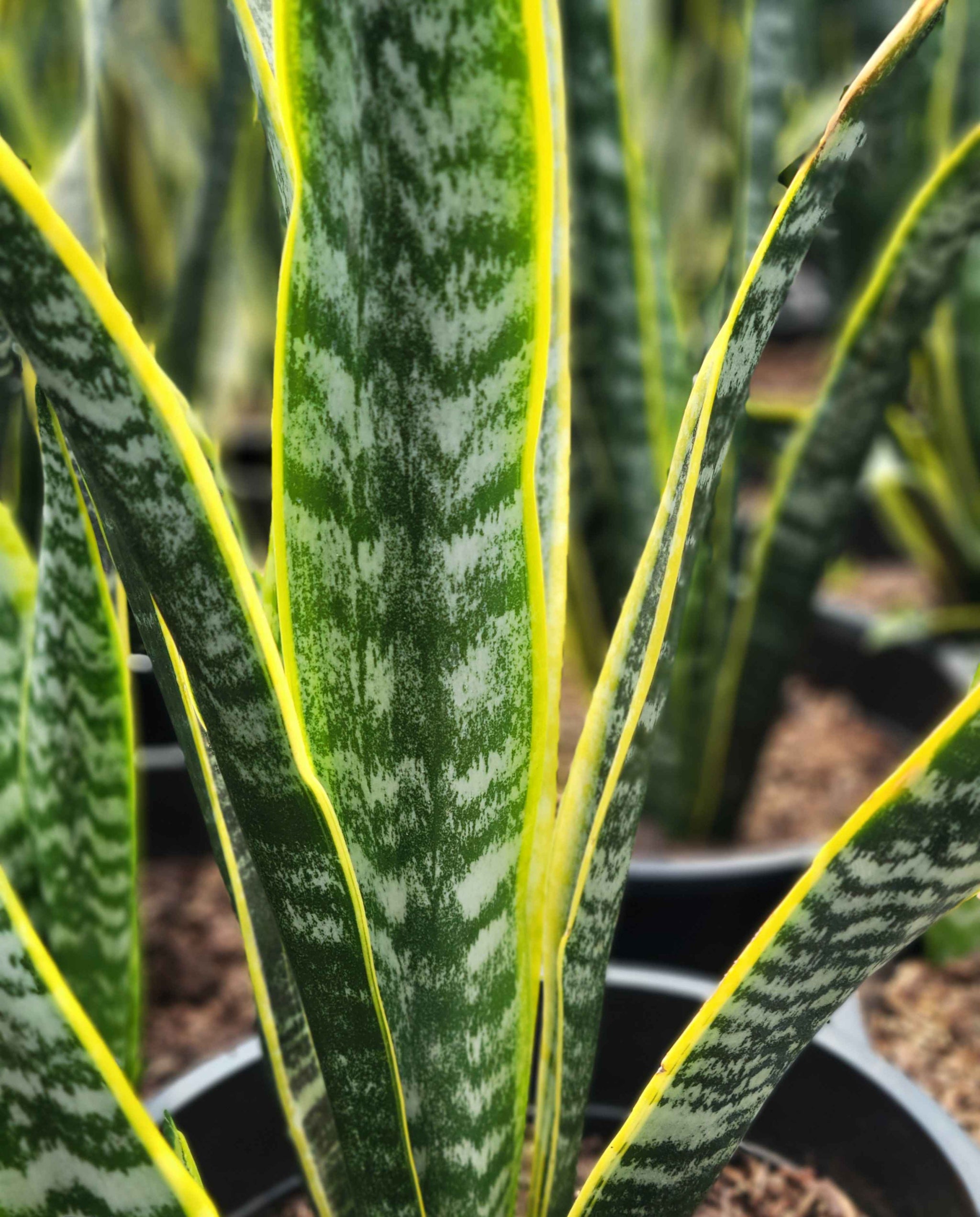 Sansevieria trifasciata - Snake Plant – Happy Valley Plants