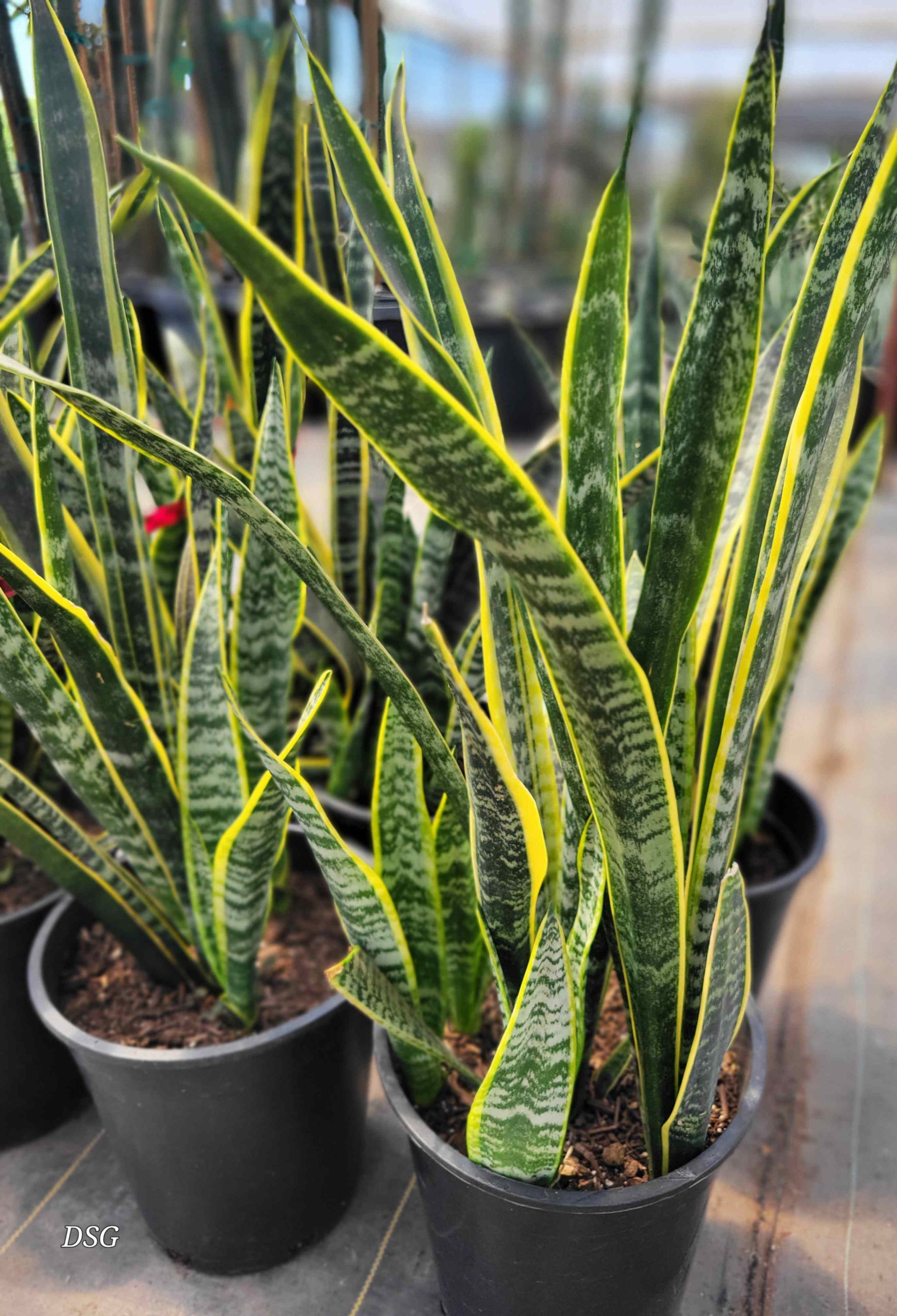 sansevieria trifasciata uses Sansevieria trifasciata