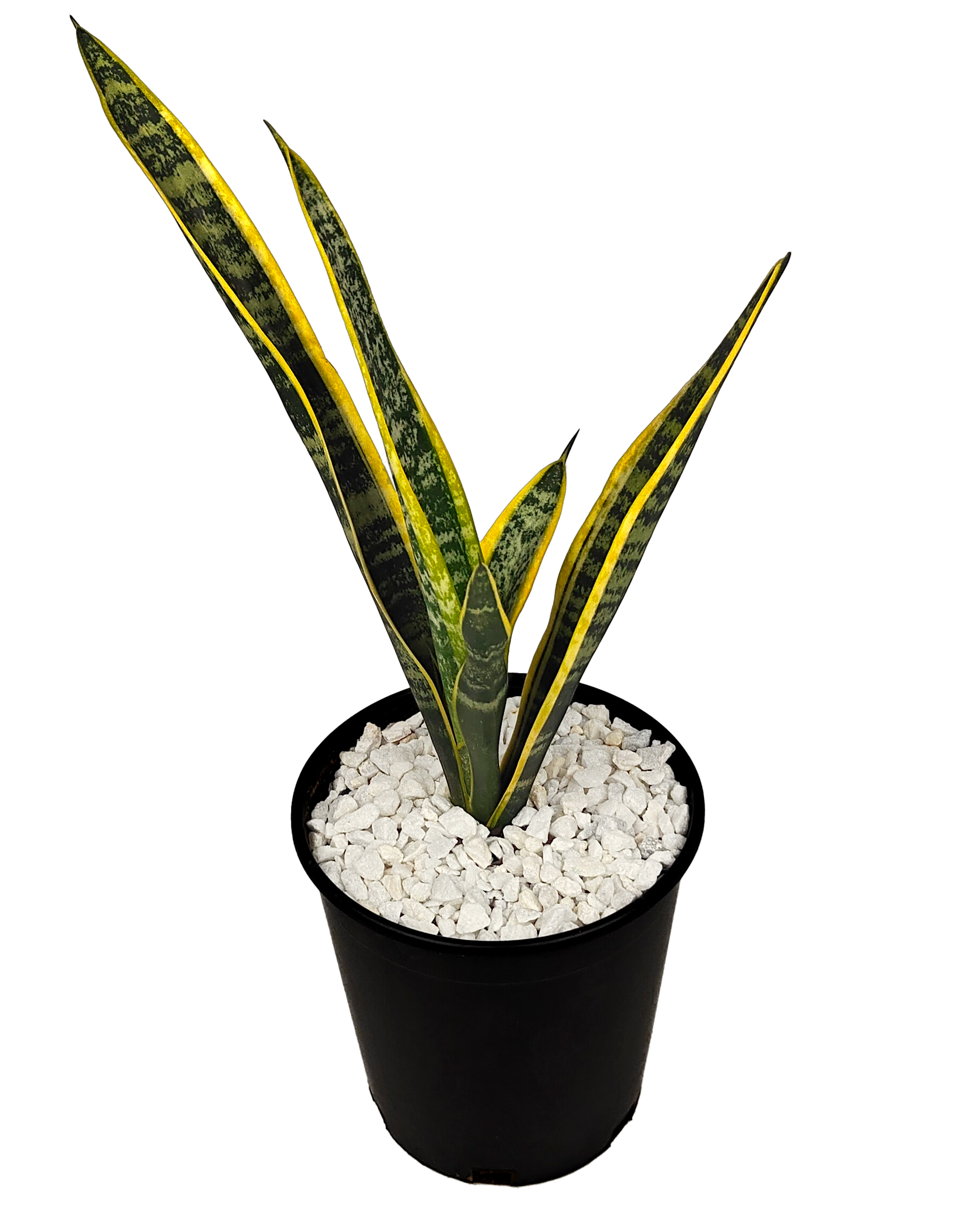 Sansevieria trifasciata