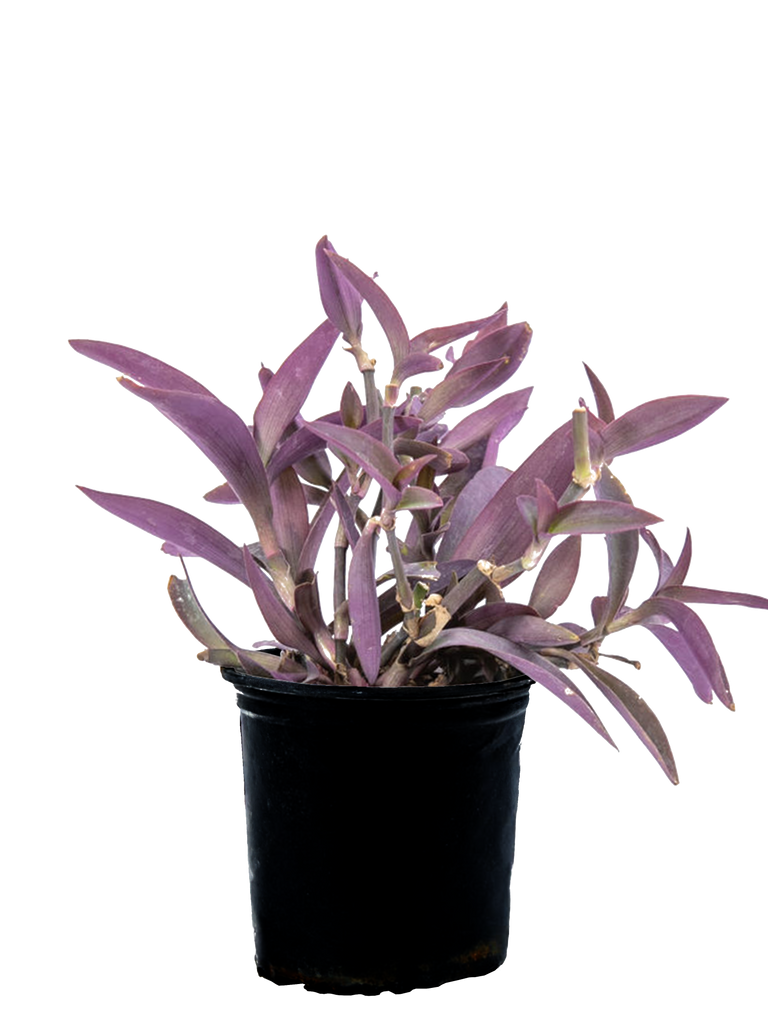 High-angle view of Setcreasea pallida, showcasing the vibrant purple lance-shaped leaves spreading across stems, with small pale purple flowers blooming sporadically.