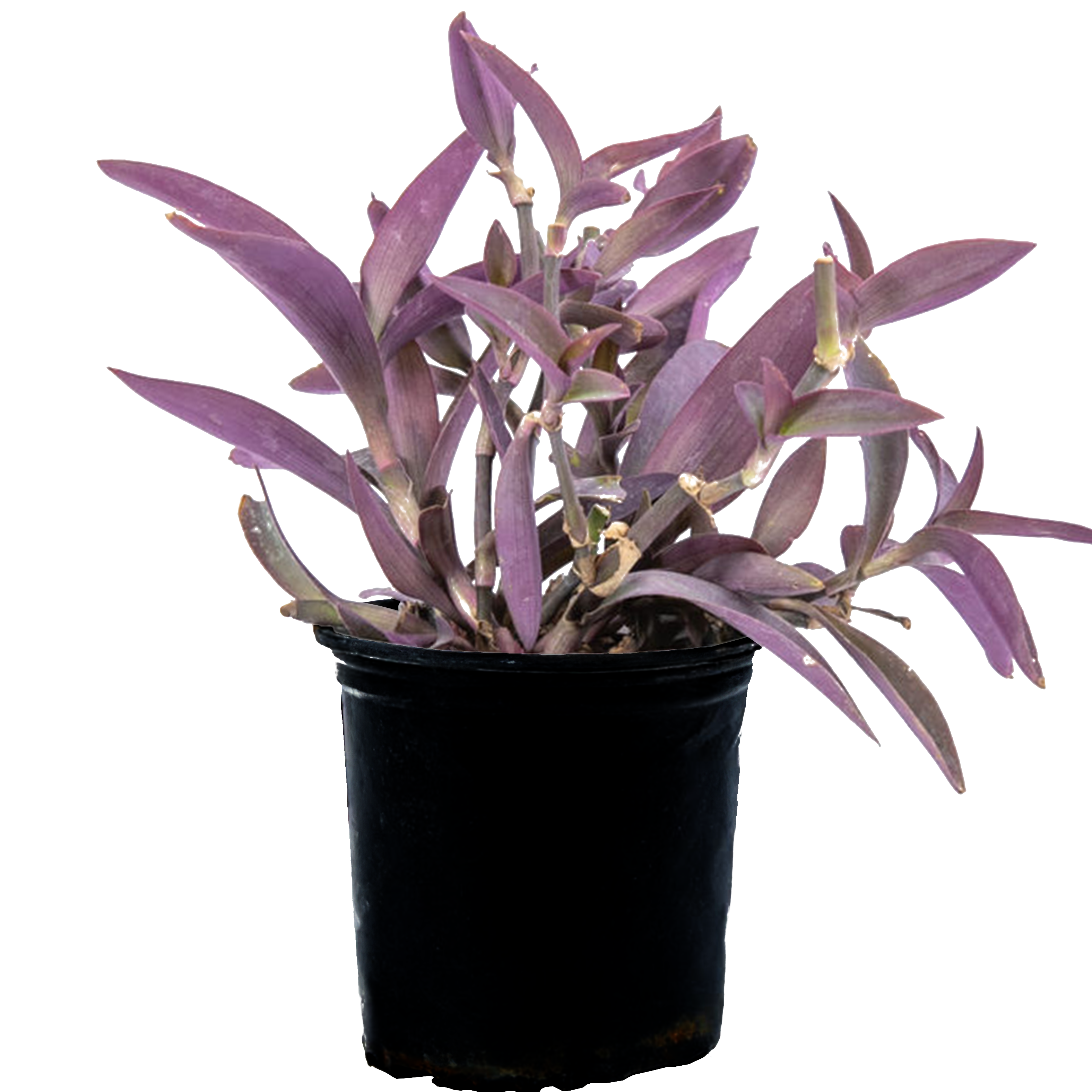 Setcreasea pallida - Purple Heart – Happy Valley Plants