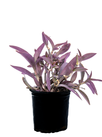 High-angle view of Setcreasea pallida, showcasing the vibrant purple lance-shaped leaves spreading across stems, with small pale purple flowers blooming sporadically.