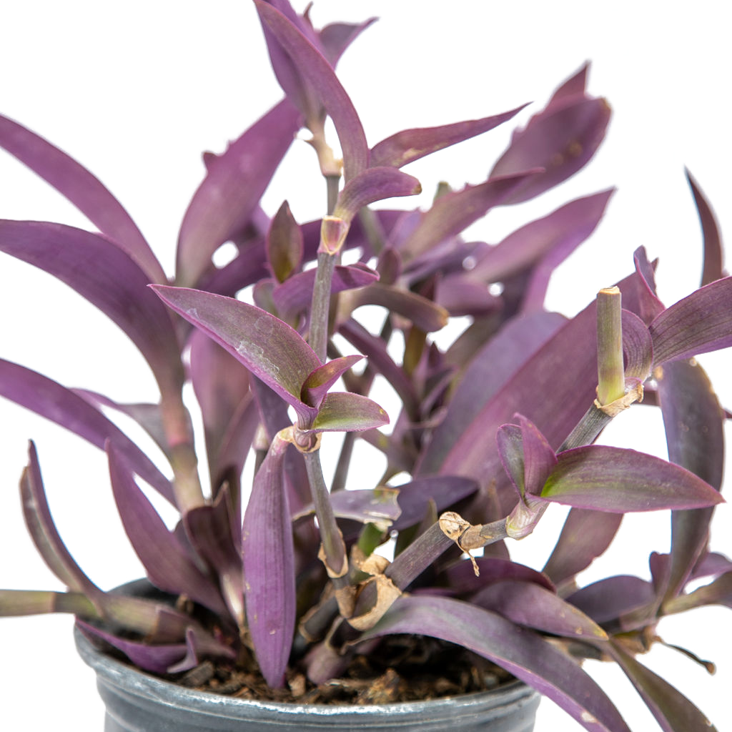 Setcreasea pallida - Purple Heart – Happy Valley Plants