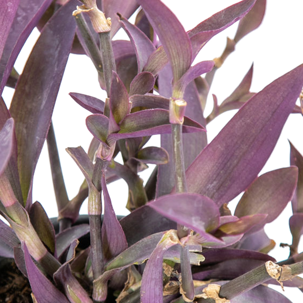 Setcreasea pallida - Purple Heart – Happy Valley Plants