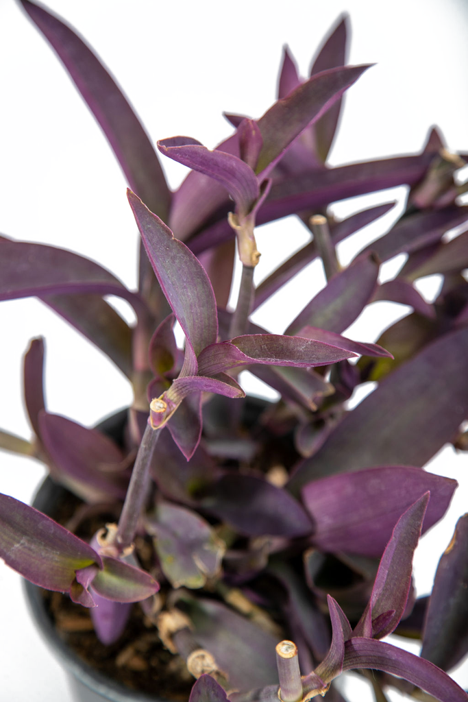 Close-up of Setcreasea pallida, highlighting the striking purple lance-shaped leaves and delicate pale purple flowers, emphasizing the plant's bold and colorful appearance.