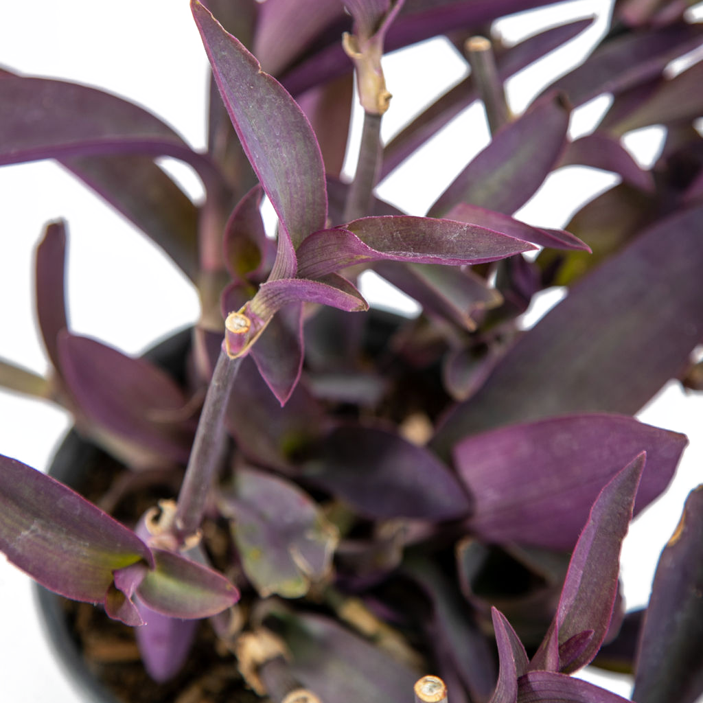 Setcreasea pallida - Purple Heart – Happy Valley Plants