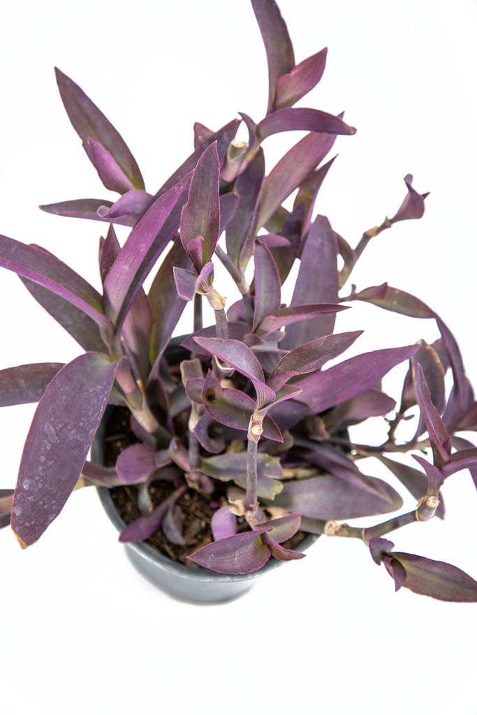 
Setcreasea pallida (Purple Heart) Alt Text
Full, High Angle:
High-angle view of Setcreasea pallida, showcasing the vibrant purple lance-shaped leaves spreading across stems, with small pale purple flowers blooming sporadically.

Top Down:
Top-down view of Setcreasea pallida, displaying a dense carpet of purple lance-shaped leaves with small pale purple flowers scattered among the foliage.