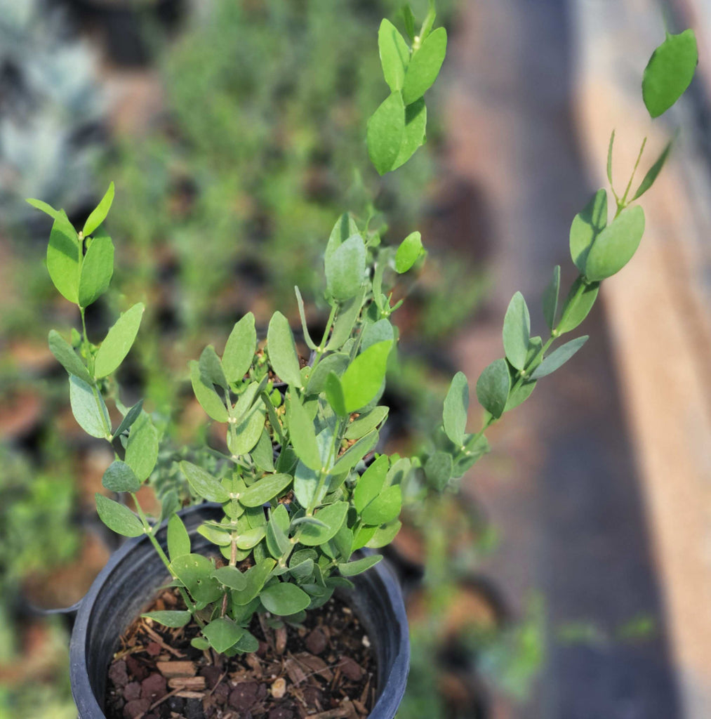 Shrub Collection – Happy Valley Plants
