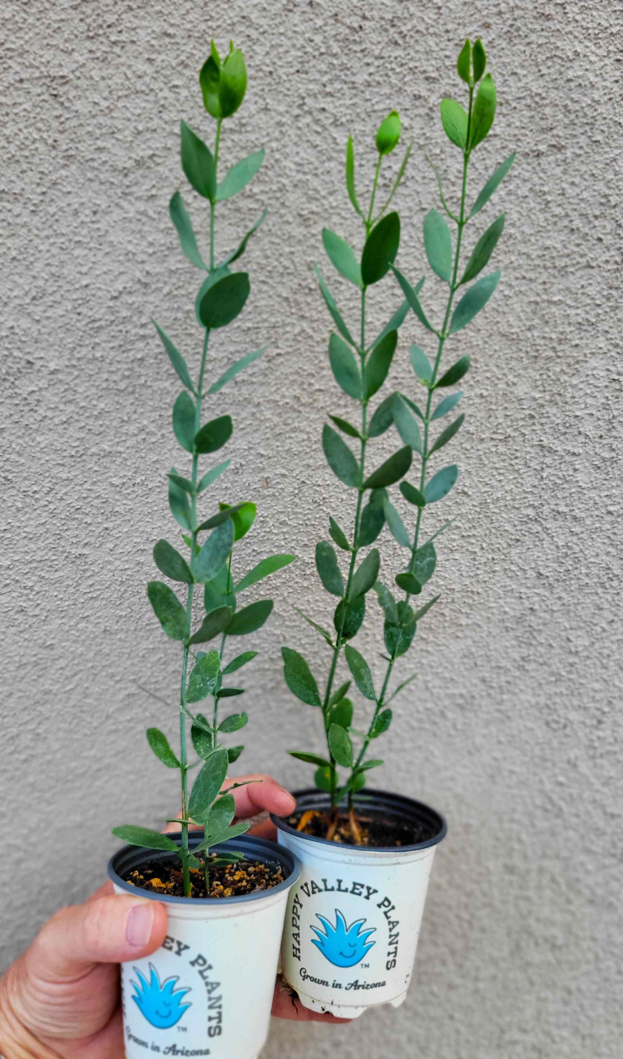jojoba plant seeds for sale Simmondsia chinensis