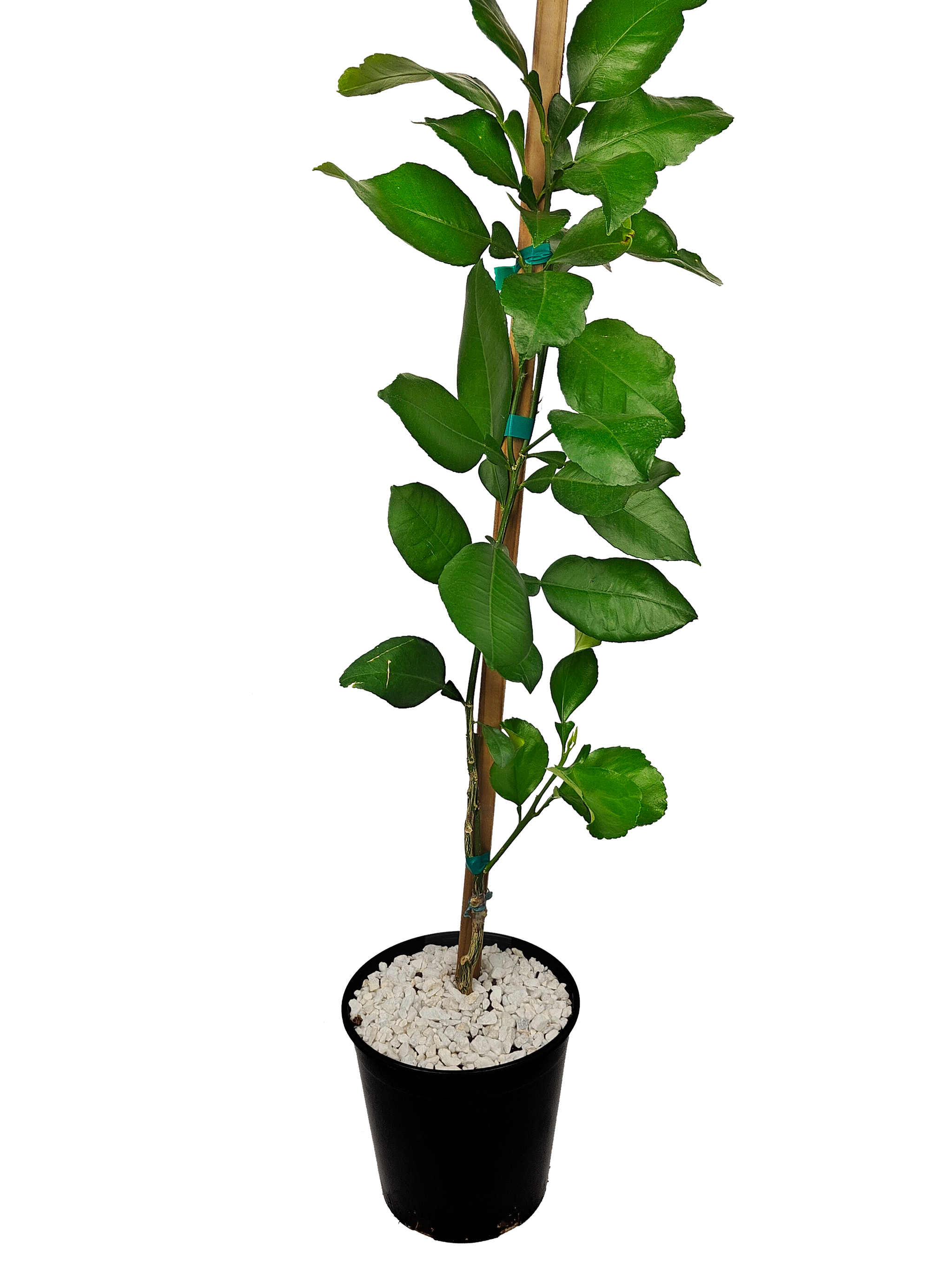 Citrus Collection – Happy Valley Plants