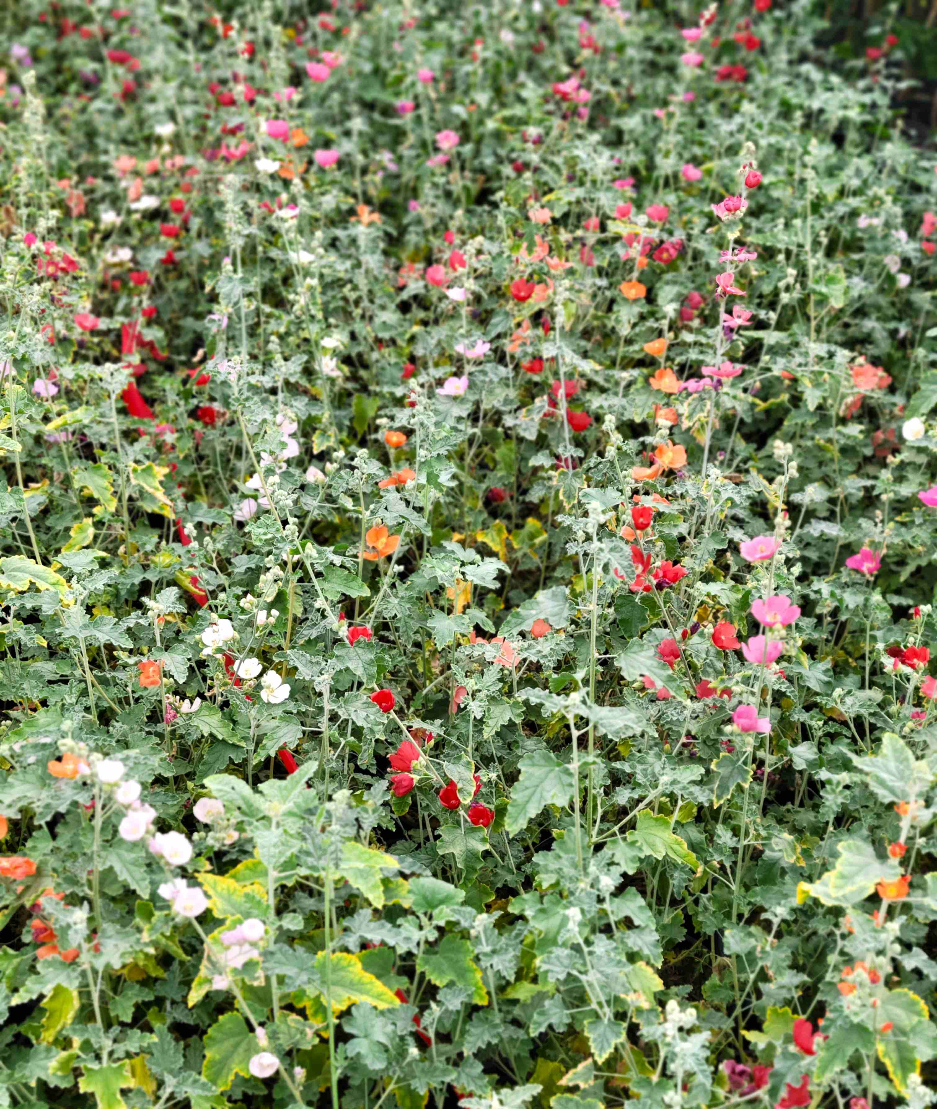 Sphaeralcea ambigua - Globe Mallow - Assorted colors – Happy