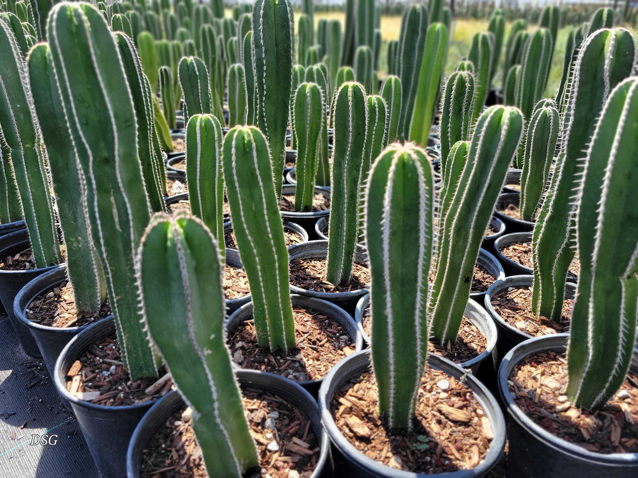 mexican fence post cactus Stenocereus marginata