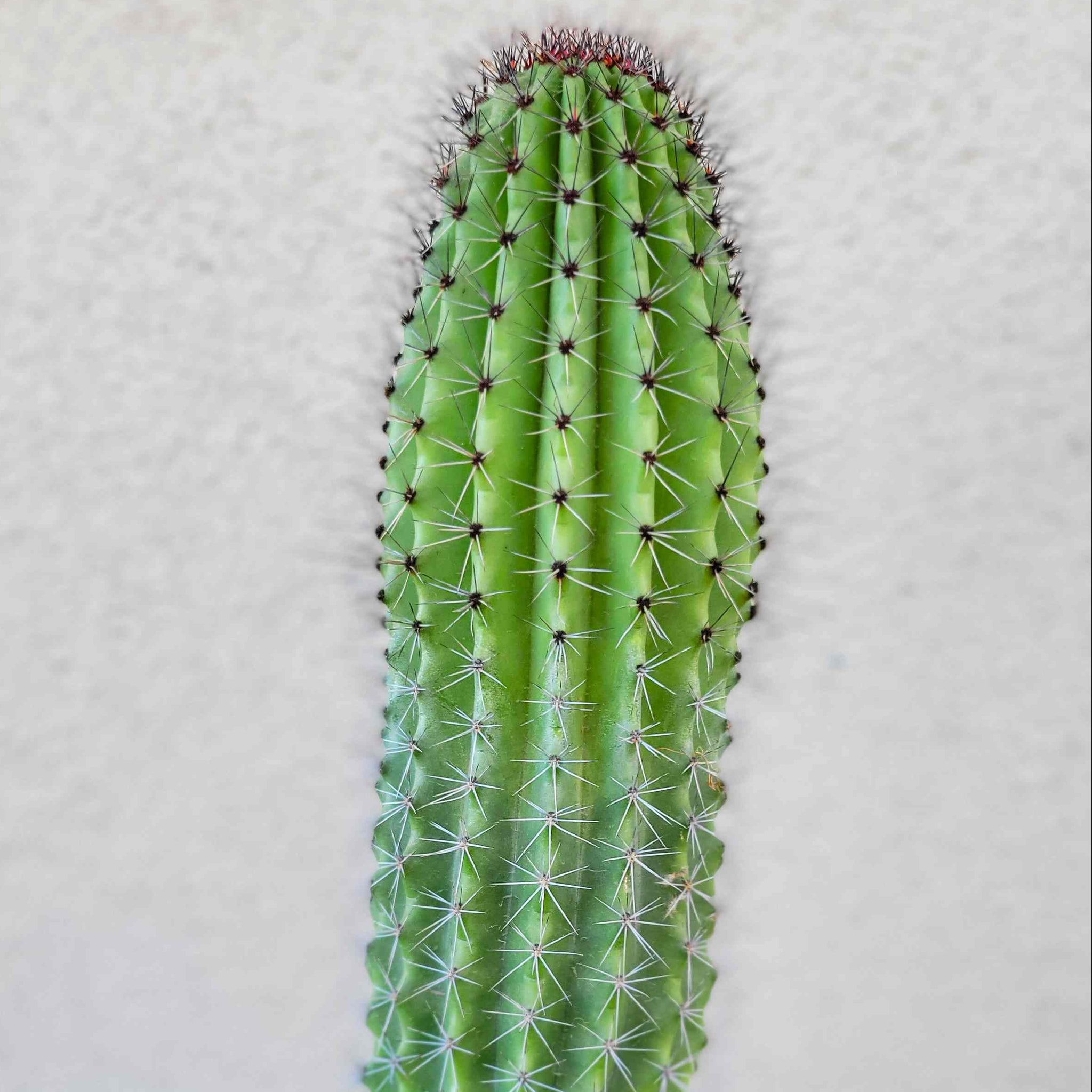 Stenocereus thurberi - Organ Pipe Cactus – Happy Valley Plants