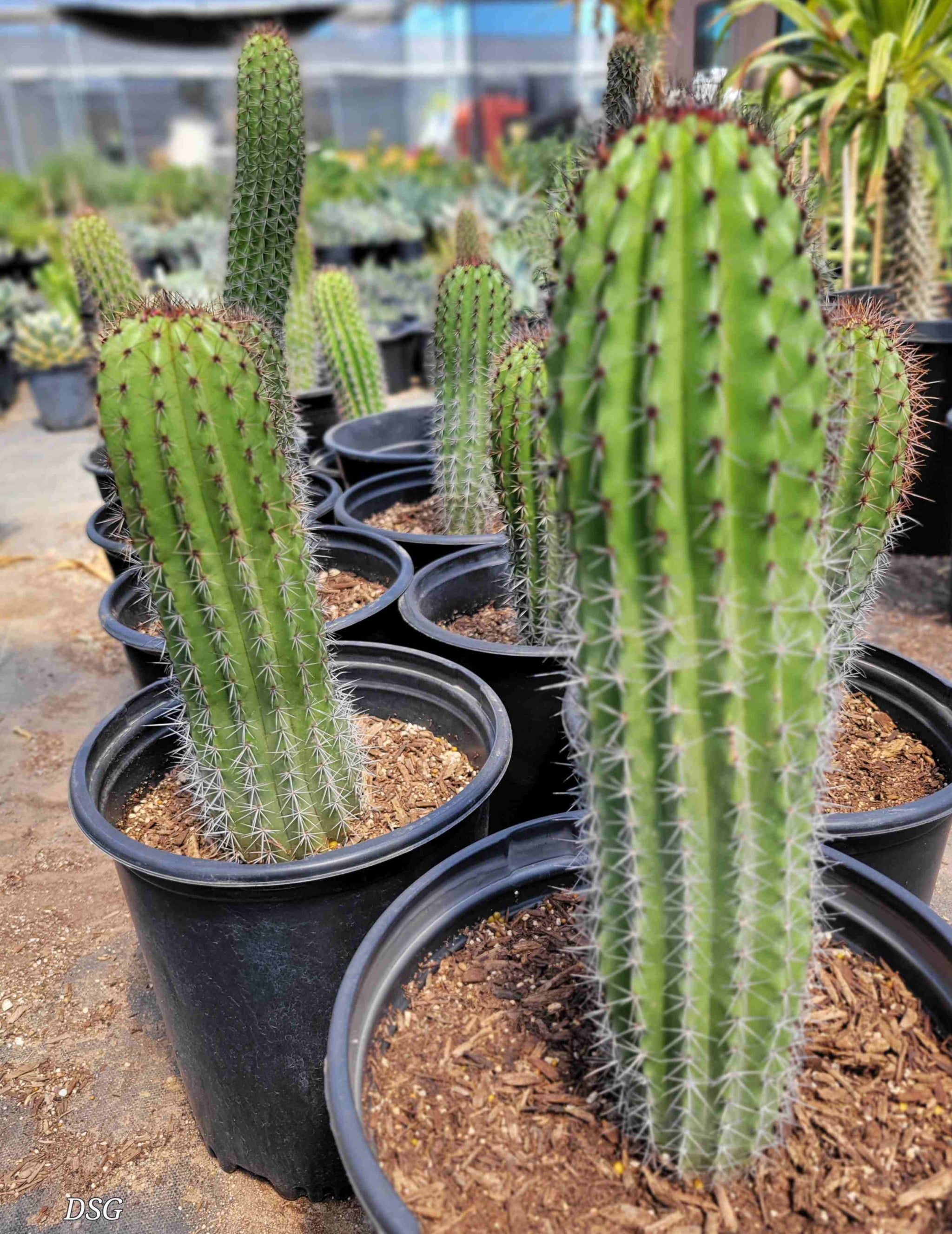 potted cactus plants for sale Stenocereus thurberi