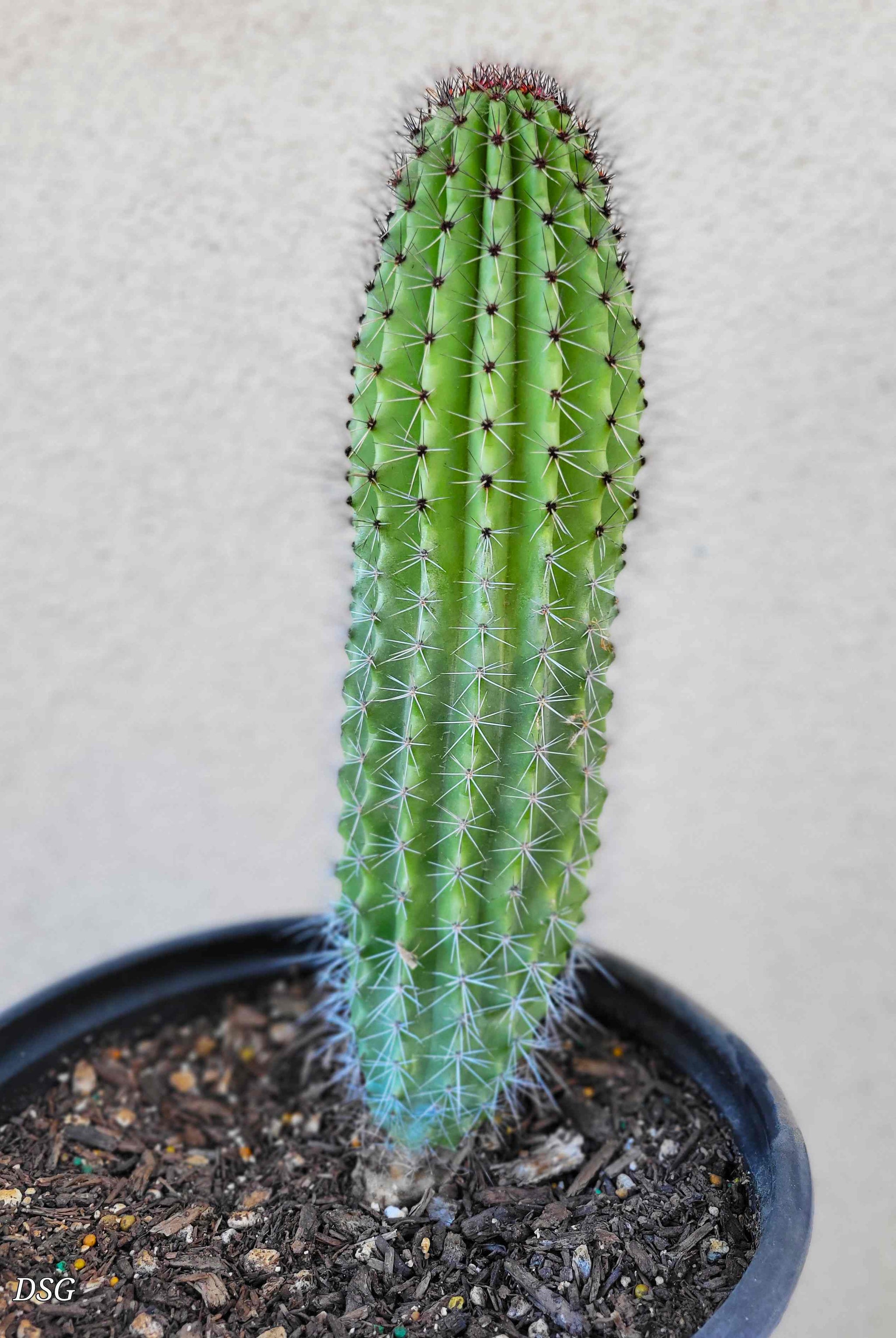 Stenocereus thurberi - Organ Pipe Cactus  Happy Valley Plants